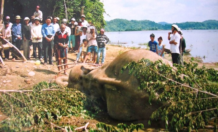 Con voi khổng lồ và rất gắn bó với con người này đã bị giết chết ở huyện Lak, tỉnh Đắc lắc